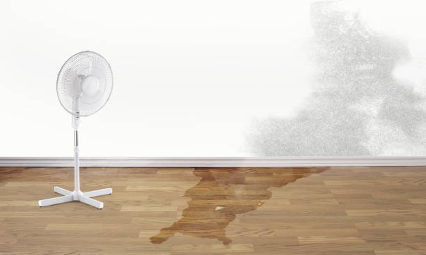 Best Flood restoration services  in Longbranch, WA